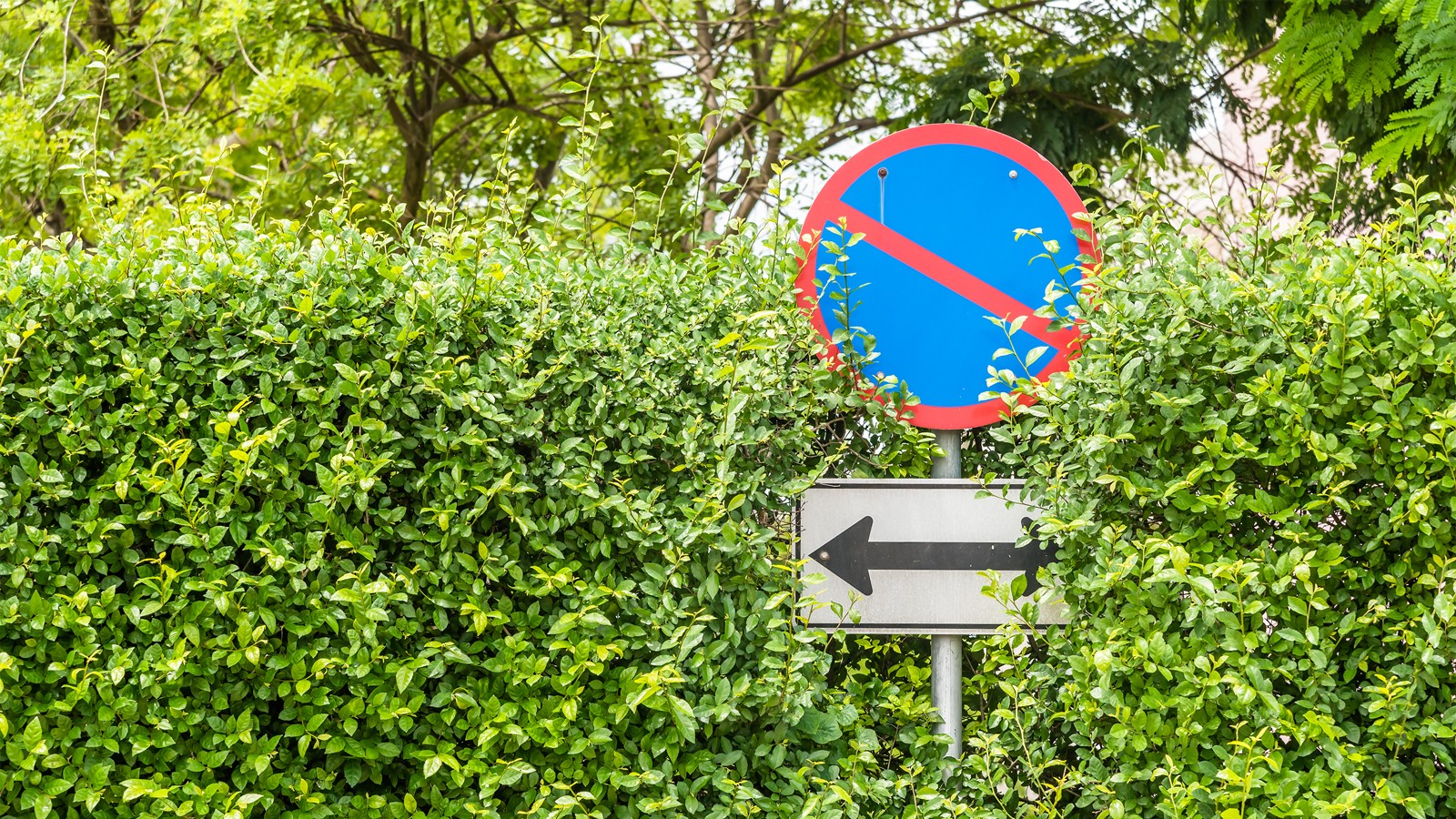 No parking sign on green leaves wall.
