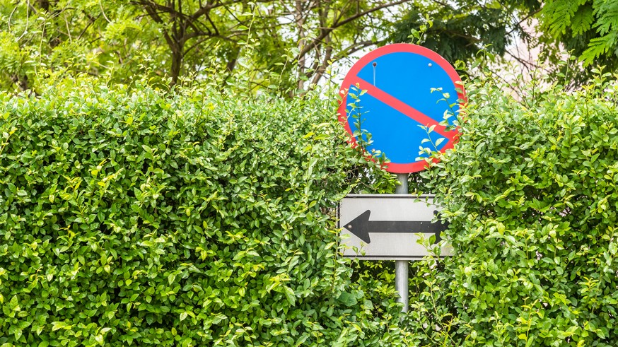 No parking sign on green leaves wall.