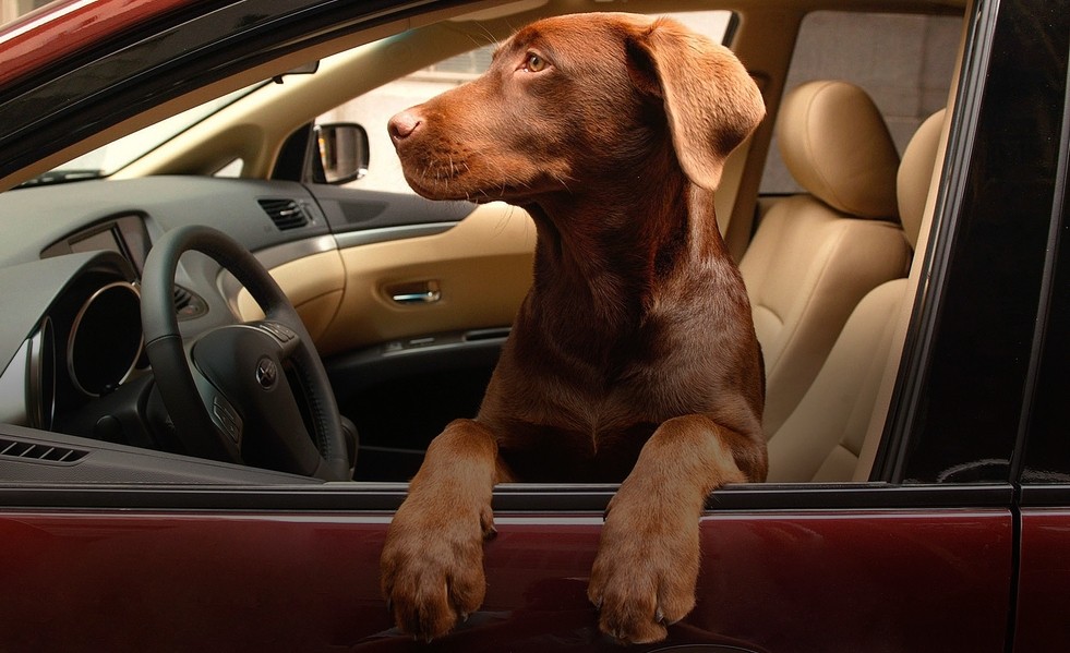 Клетка для перевозки собак в машине – сумка для животных в автомобиль
