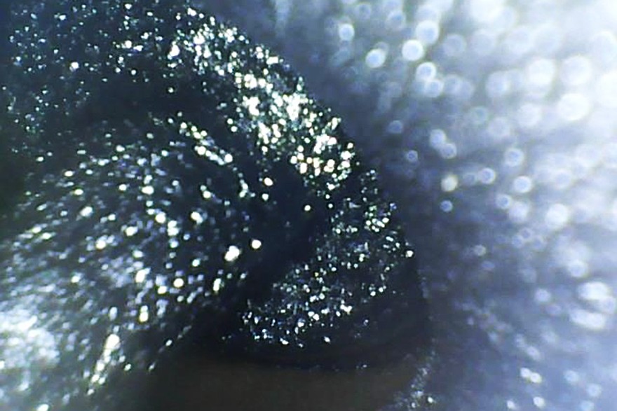 Впускной коллектор и впускной клапан мотора 1,8 TSI с пробегом 170 тысяч километров, Фото: Колеса.ру